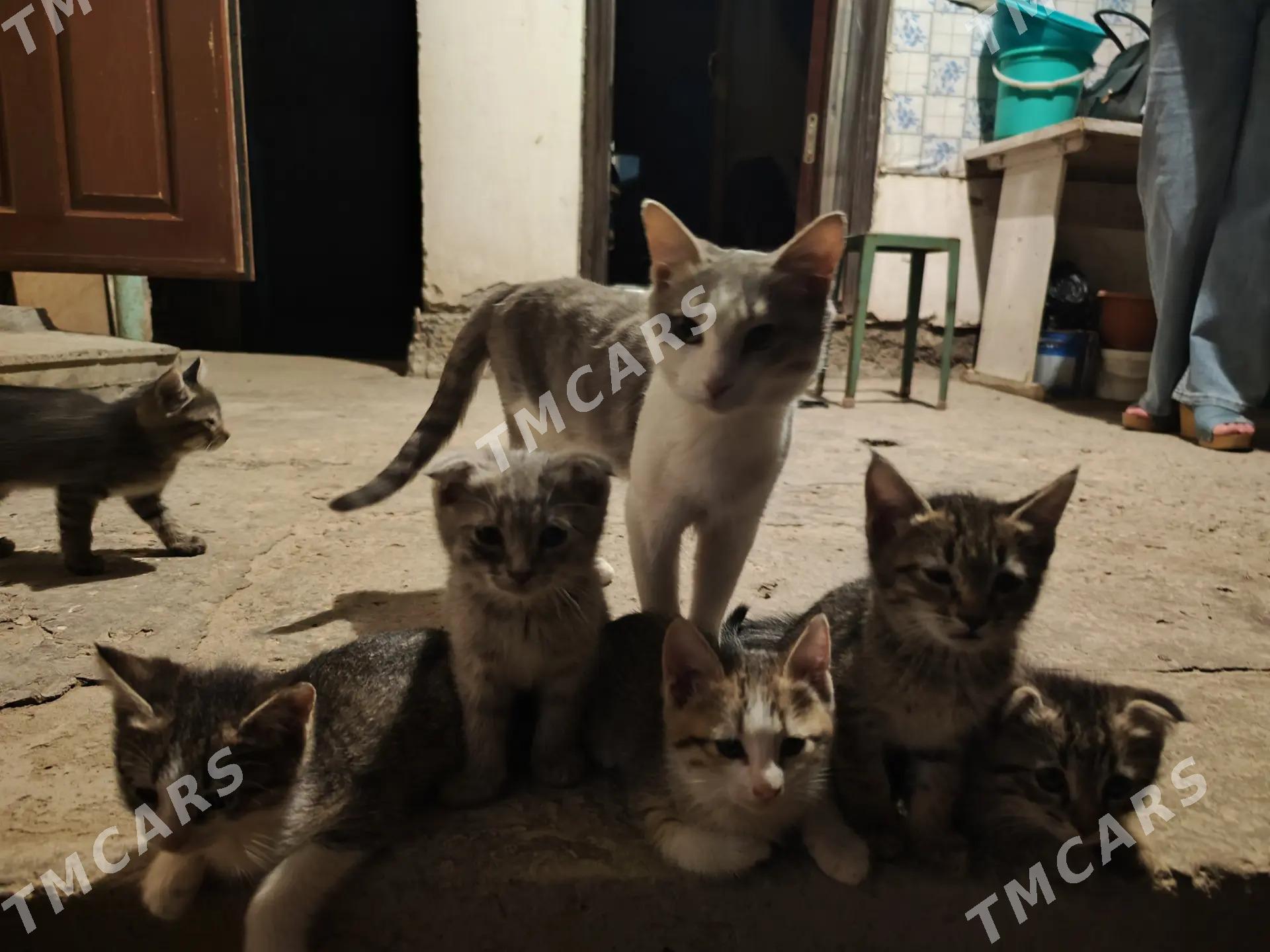 котята - Туркменабат - img 4