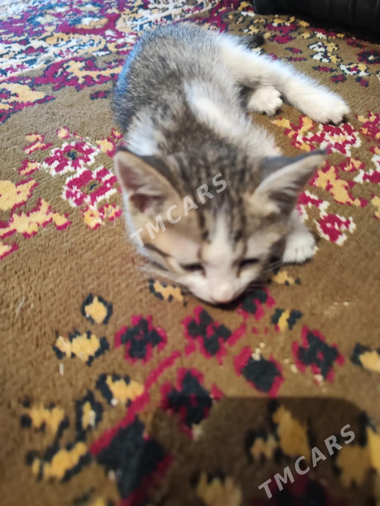 котята - Туркменабат - img 9