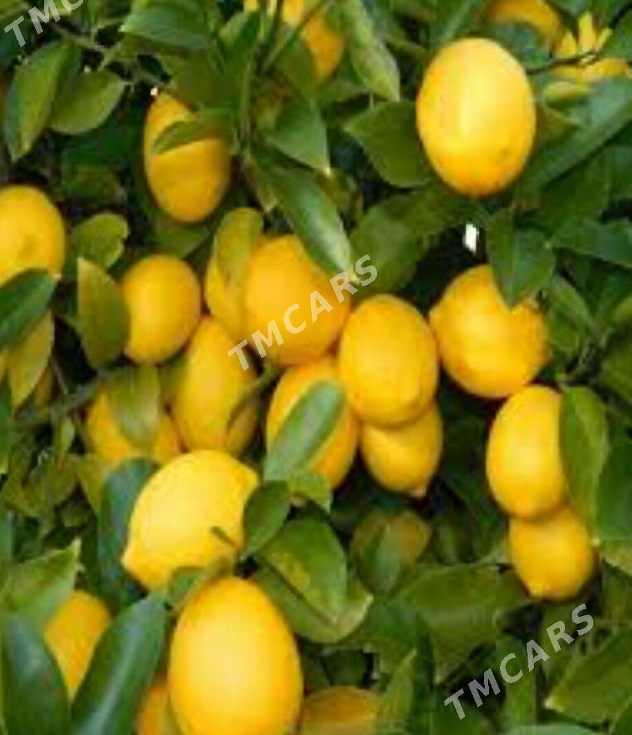 TURK NAHAL LIMON YEDIVEREN - Рухабат (90-й разьезд) - img 5