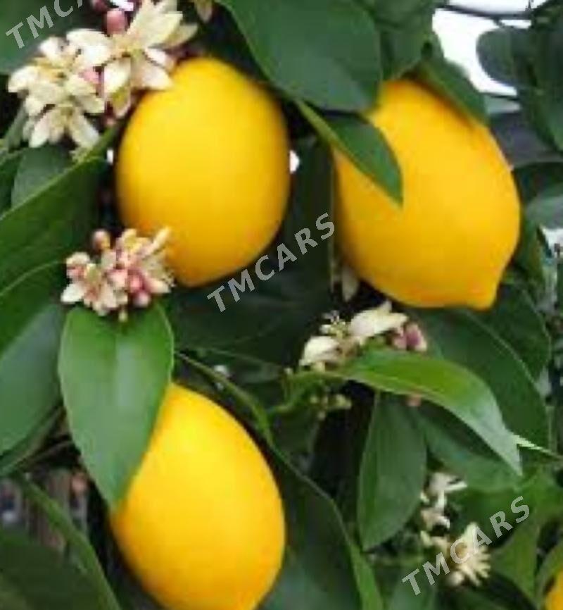 TURK NAHAL LIMON YEDIVEREN - Рухабат (90-й разьезд) - img 4
