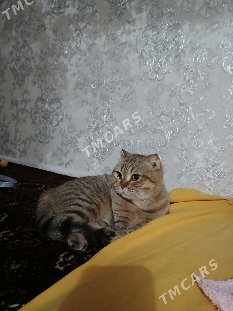 пишик - Дашогуз - img 5