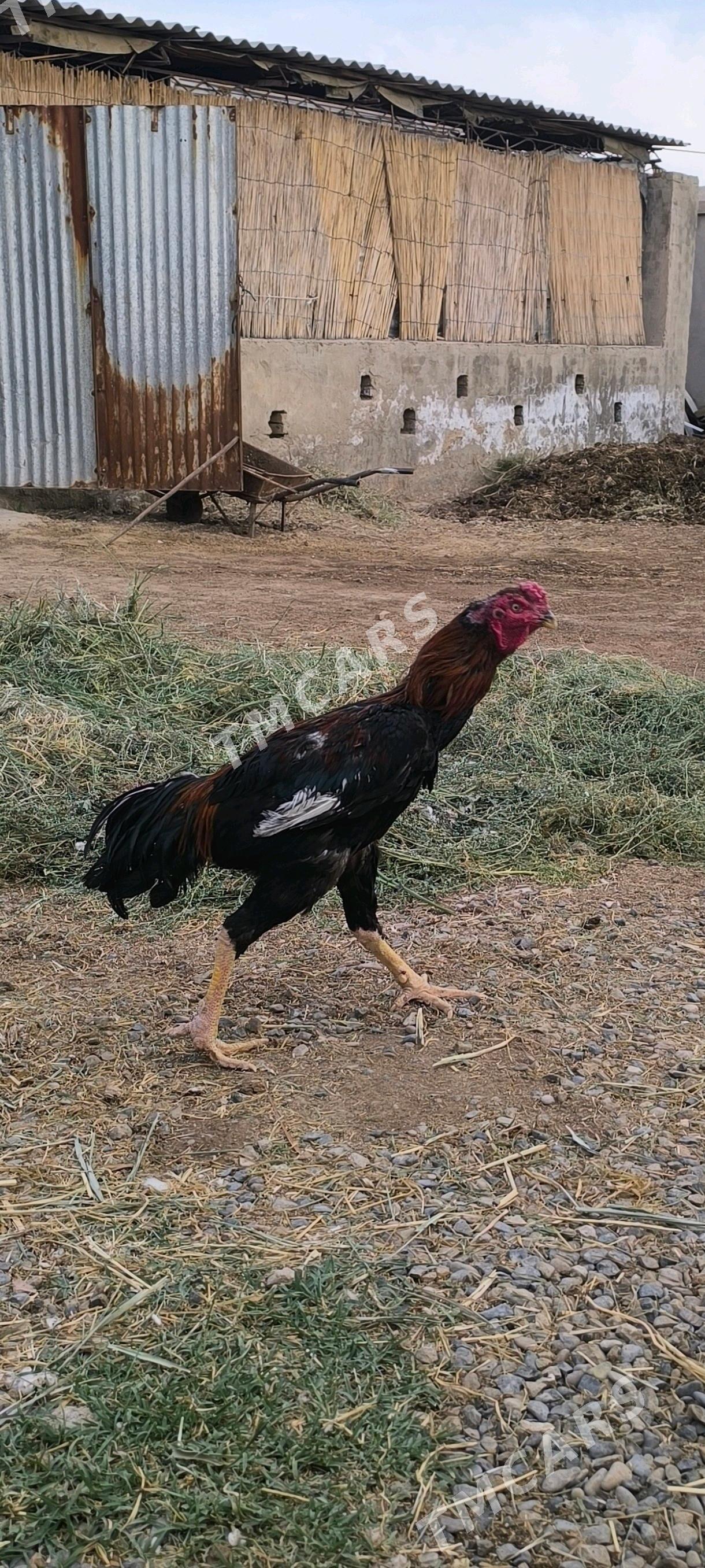 Baycowy Horaz - Mary - img 2