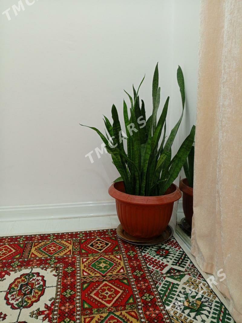 Gül - Howdan "B" - img 3