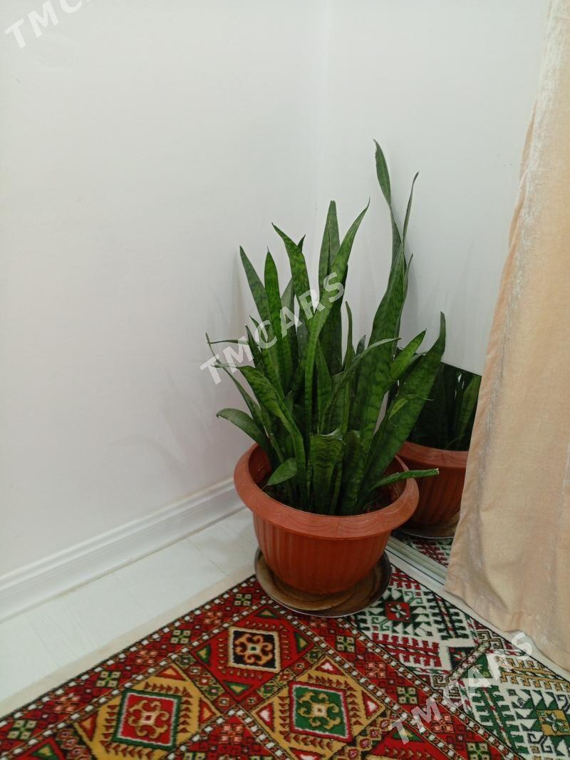 Gül - Howdan "B" - img 2