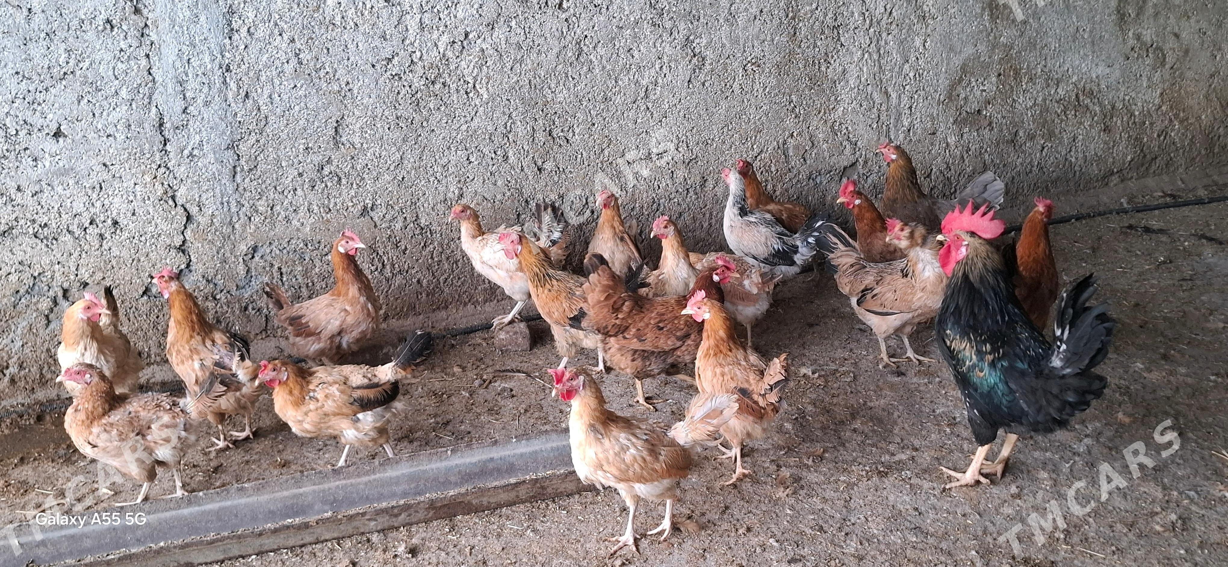 towuk horaz - Çoganly - img 2
