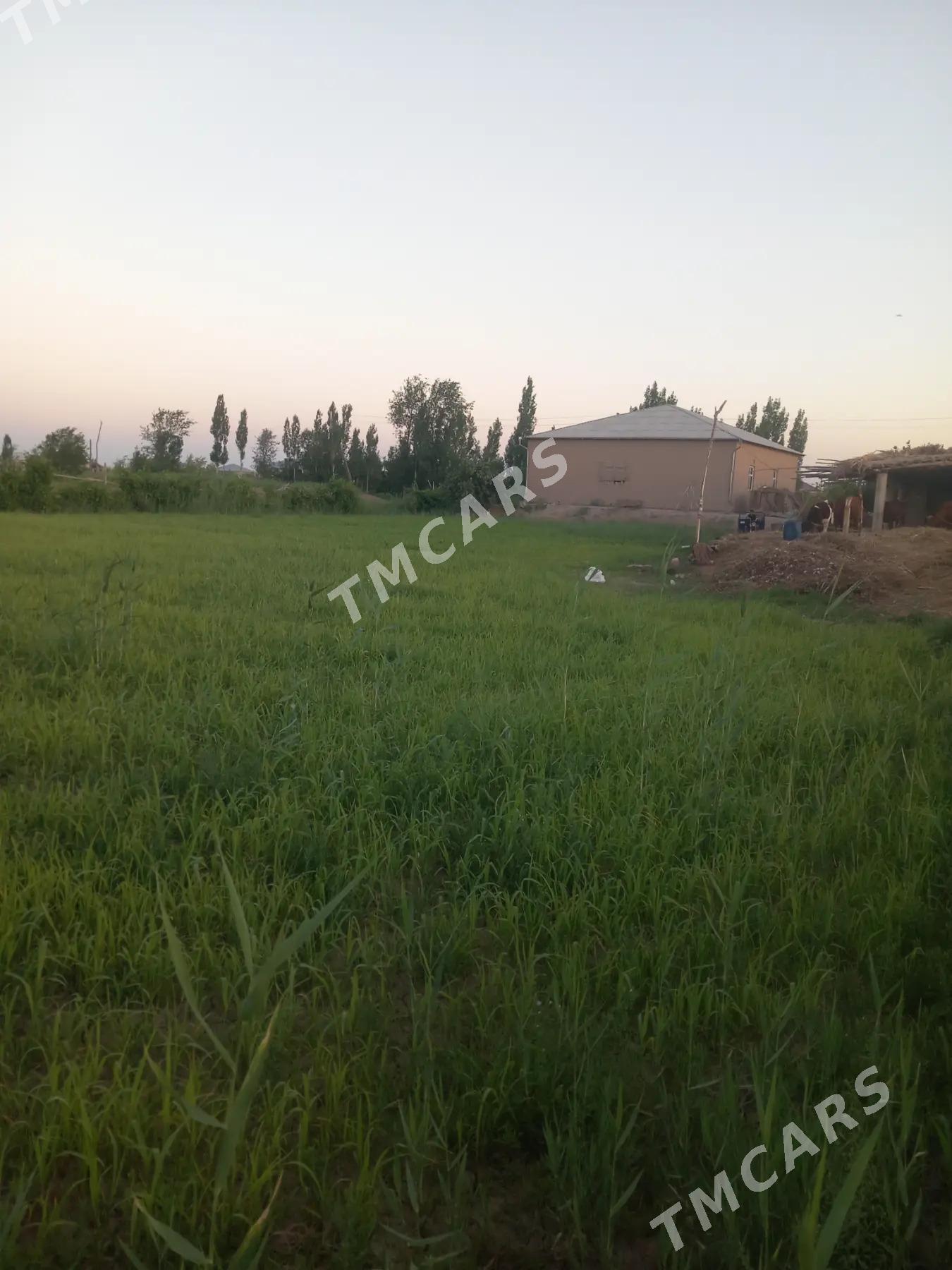 jay - Görogly (Tagta) - img 2