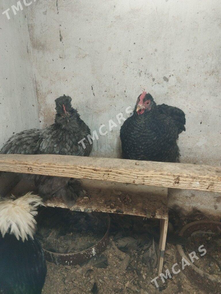 kokin karlik - Sakar - img 3