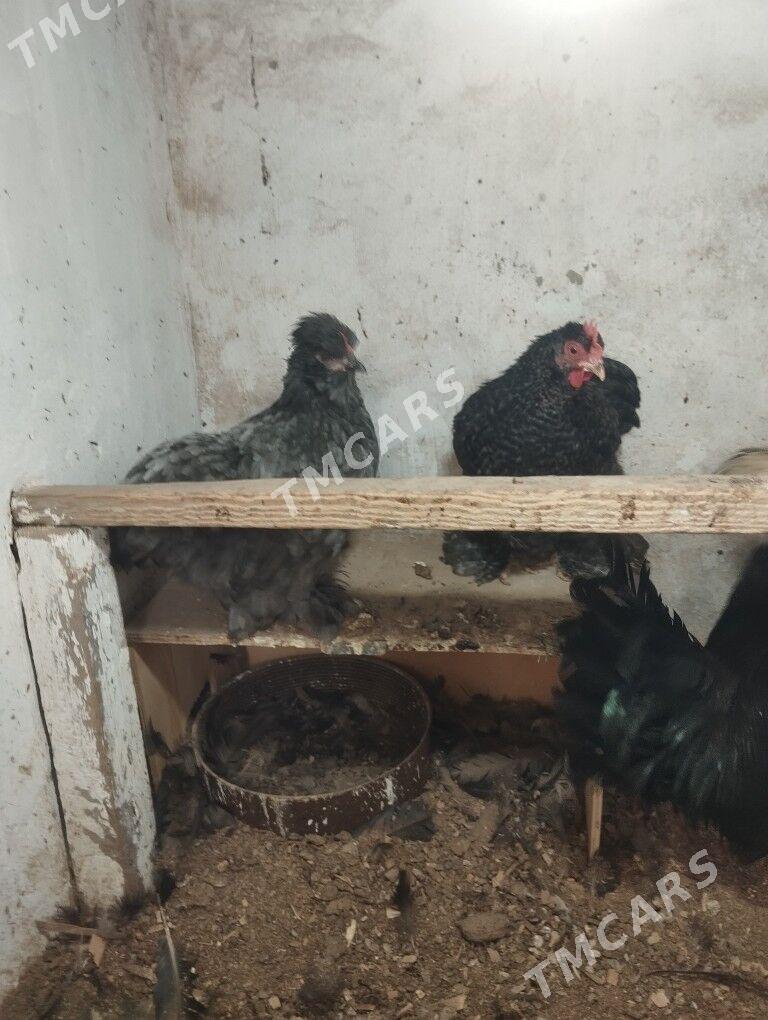 kokin karlik - Sakar - img 2