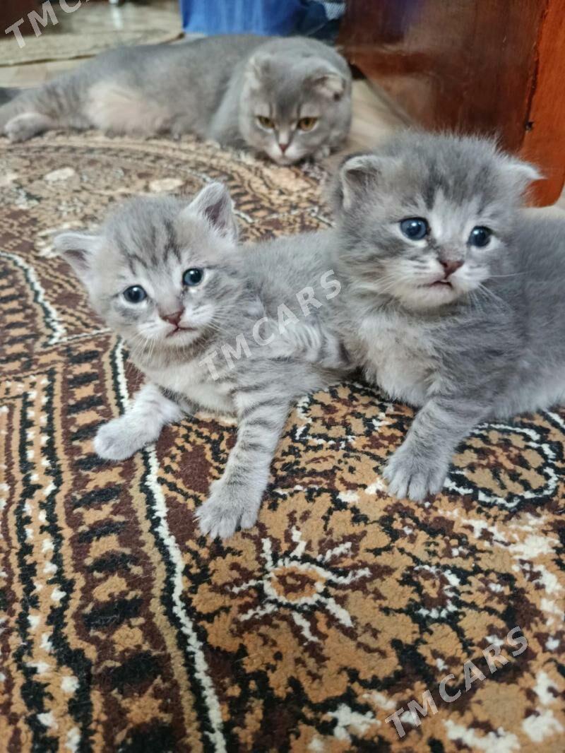 Кошки цена договорная - Ким район - img 2