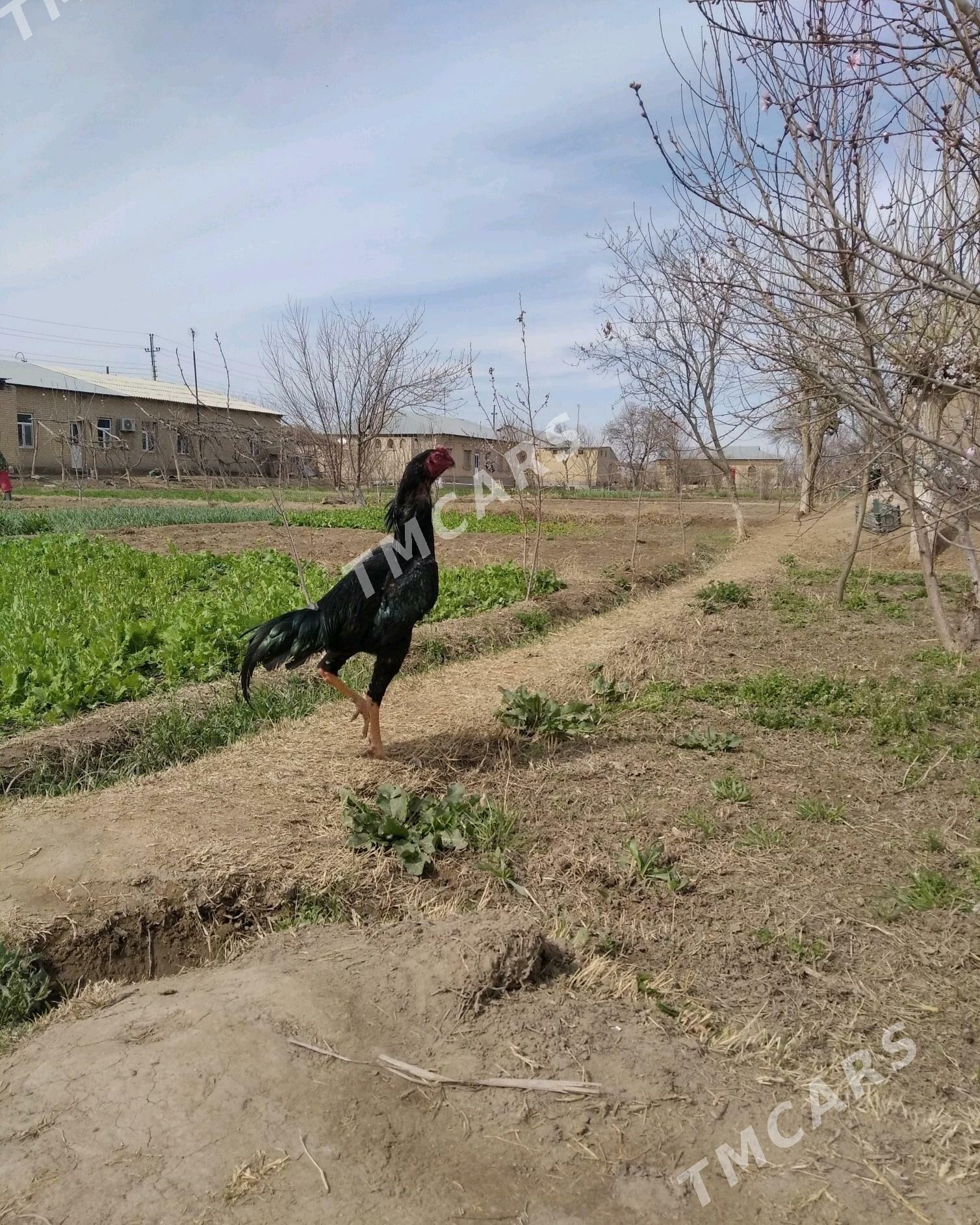baysow jujeler - Фарап - img 3