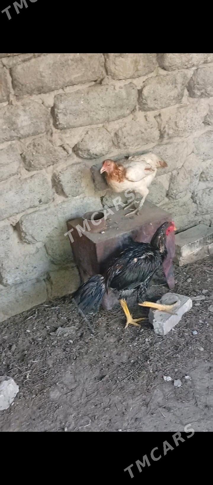 Taşkent - Гёкдепе - img 3