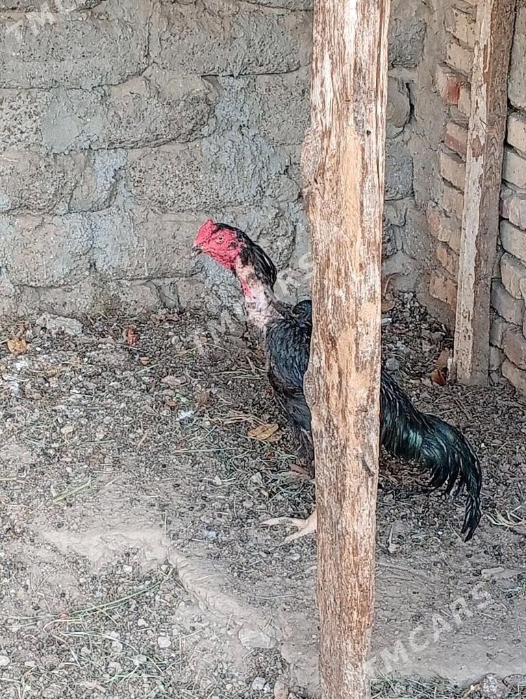 Taşkent - Гёкдепе - img 5