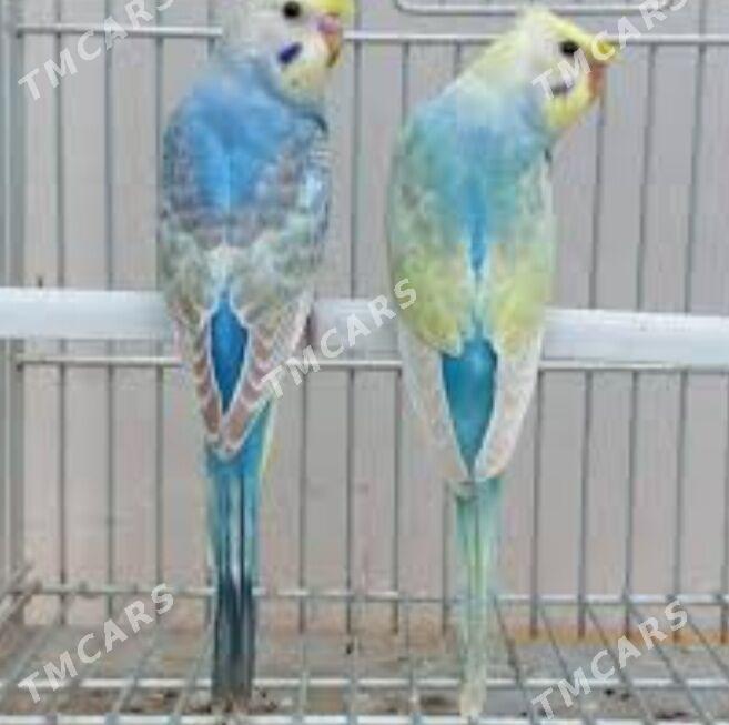 popugay komplekt - Ашхабад - img 4