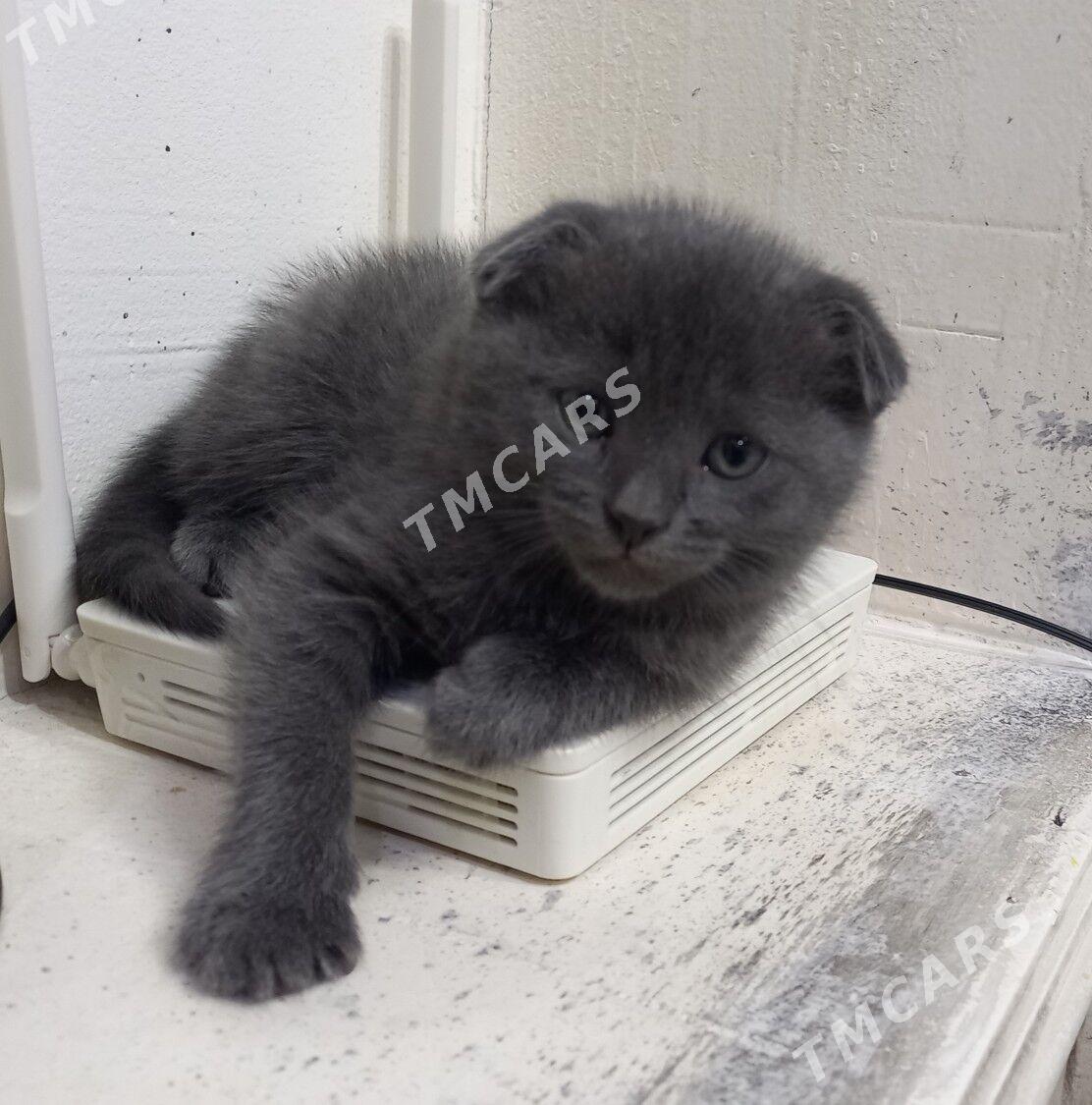 Вислоухий котёнок, pişik, - Туркменбаши - img 2