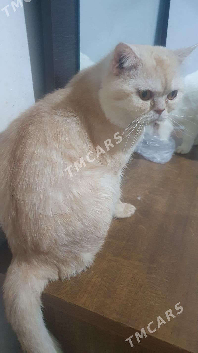 Котики деловые - Ашхабад - img 2