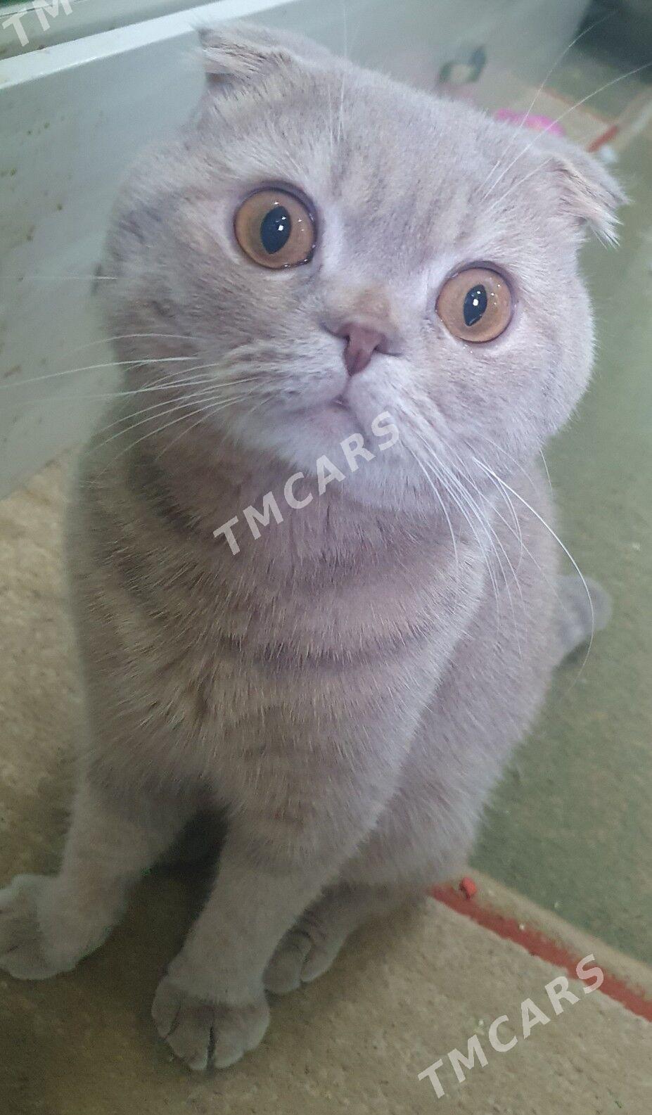 Котики деловые - Ашхабад - img 3
