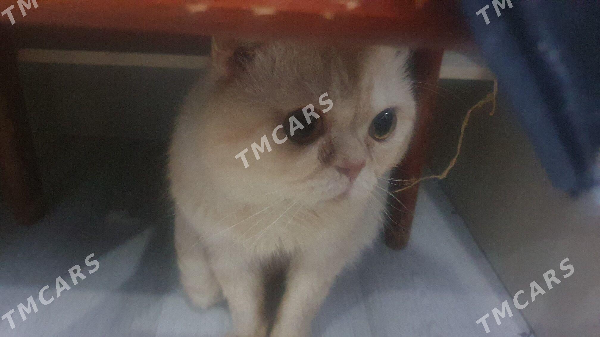 Котики деловые - Ашхабад - img 4