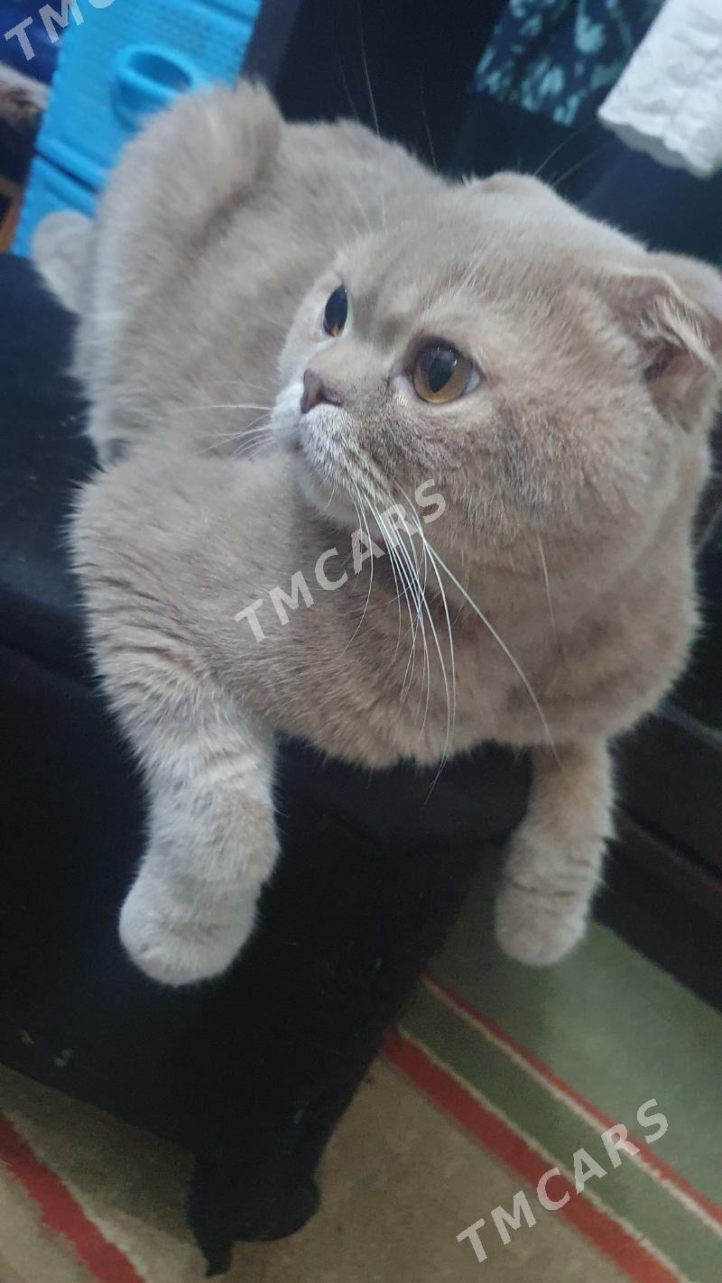 Котики деловые - Ашхабад - img 5