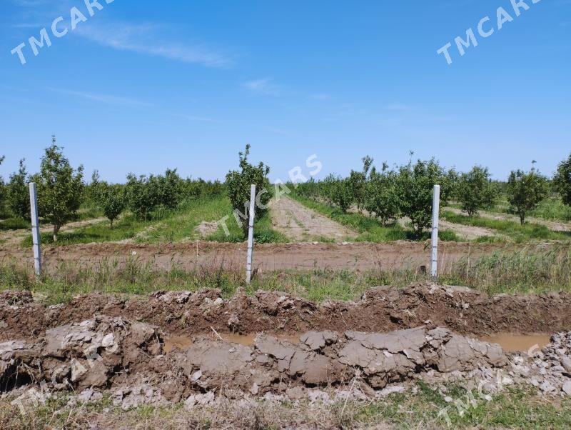 miweli baglar - Ак-Бугдайский этрап - img 4