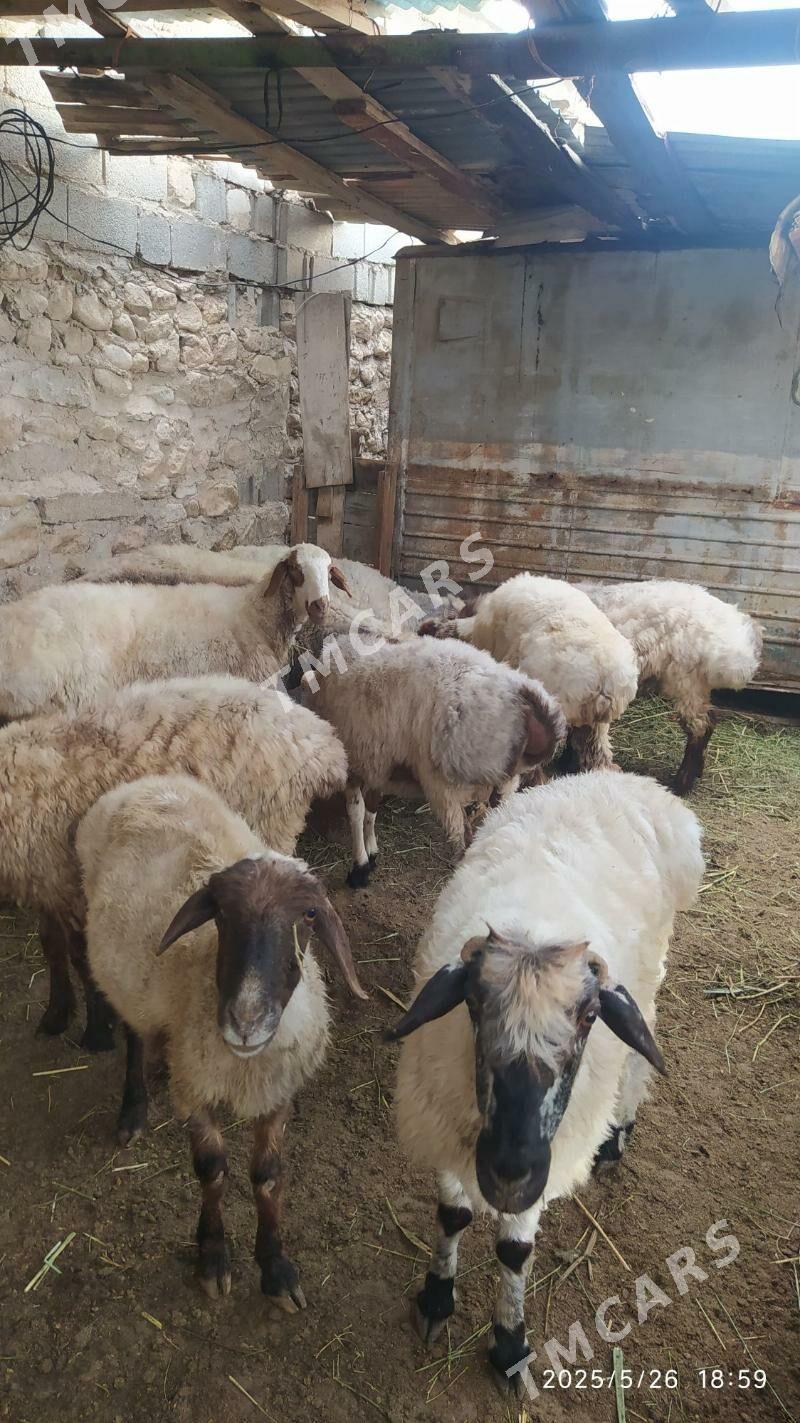 işşek - Balkanabat - img 1