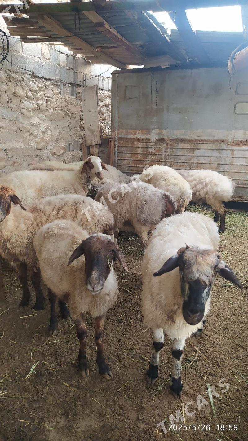 işşek - Balkanabat - img 2