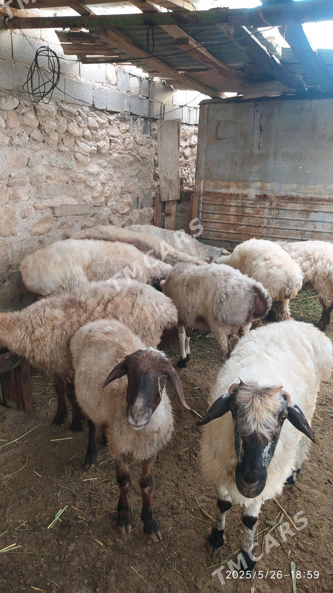 işşek - Balkanabat - img 3