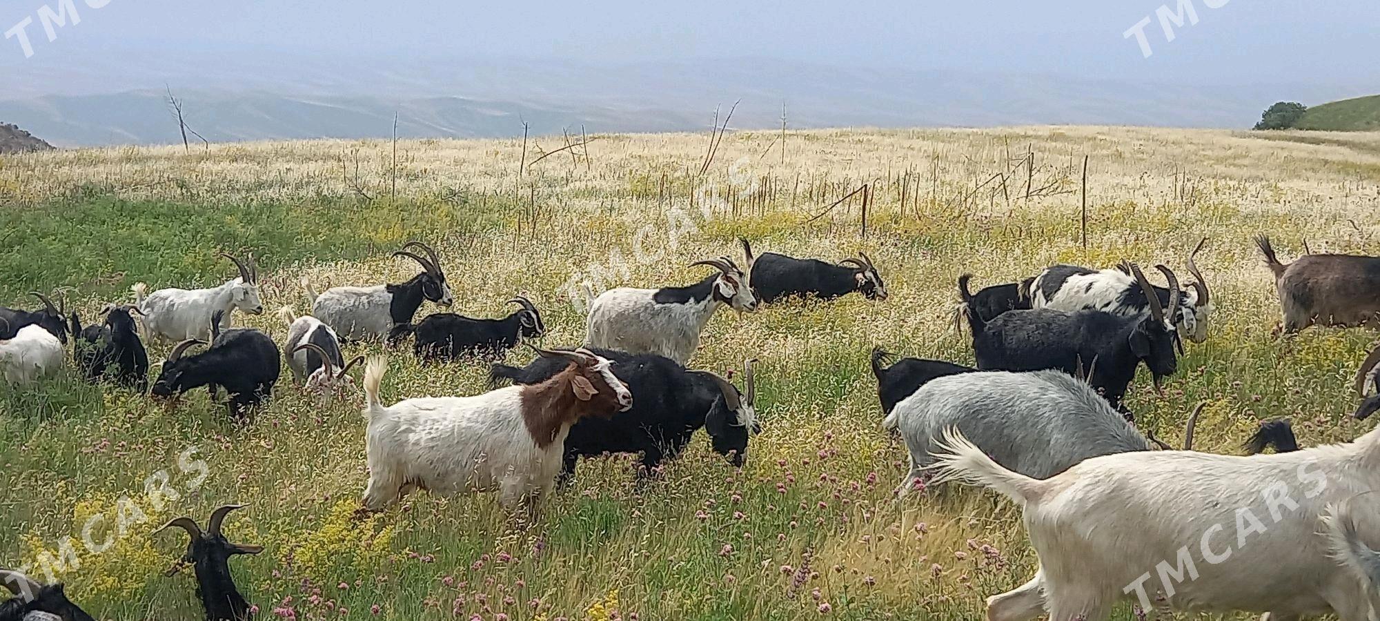 Erkeç - Gyzylarbat - img 2