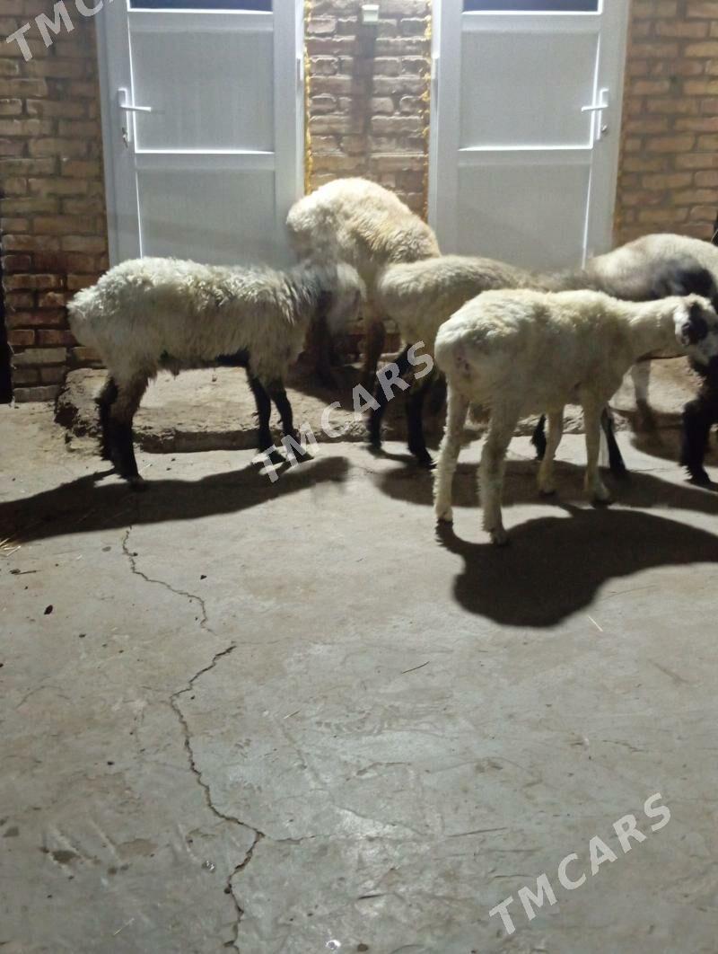 koçkar - Türkmenabat - img 2