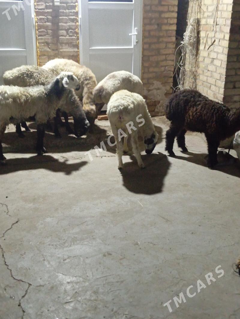 koçkar - Türkmenabat - img 3