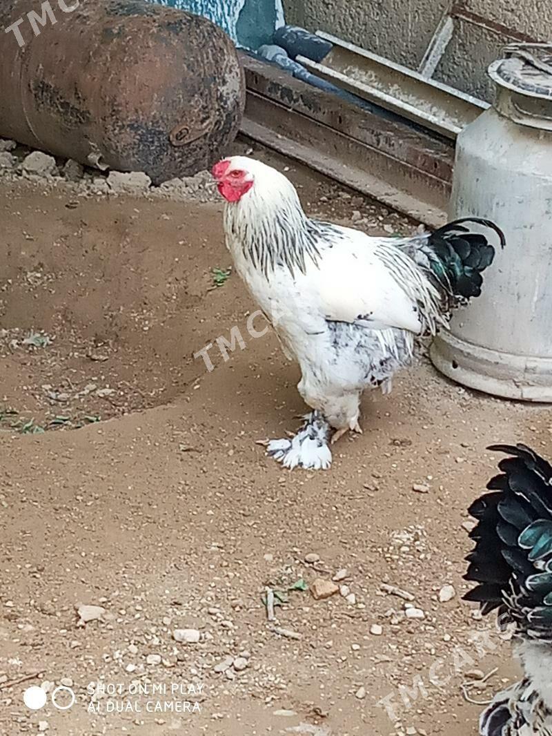 paroda horoz - Jebel - img 2