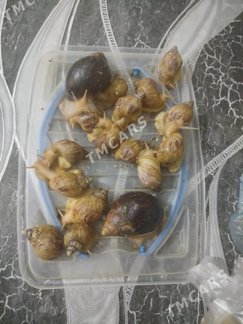 улитки - Türkmenbaşy - img 1