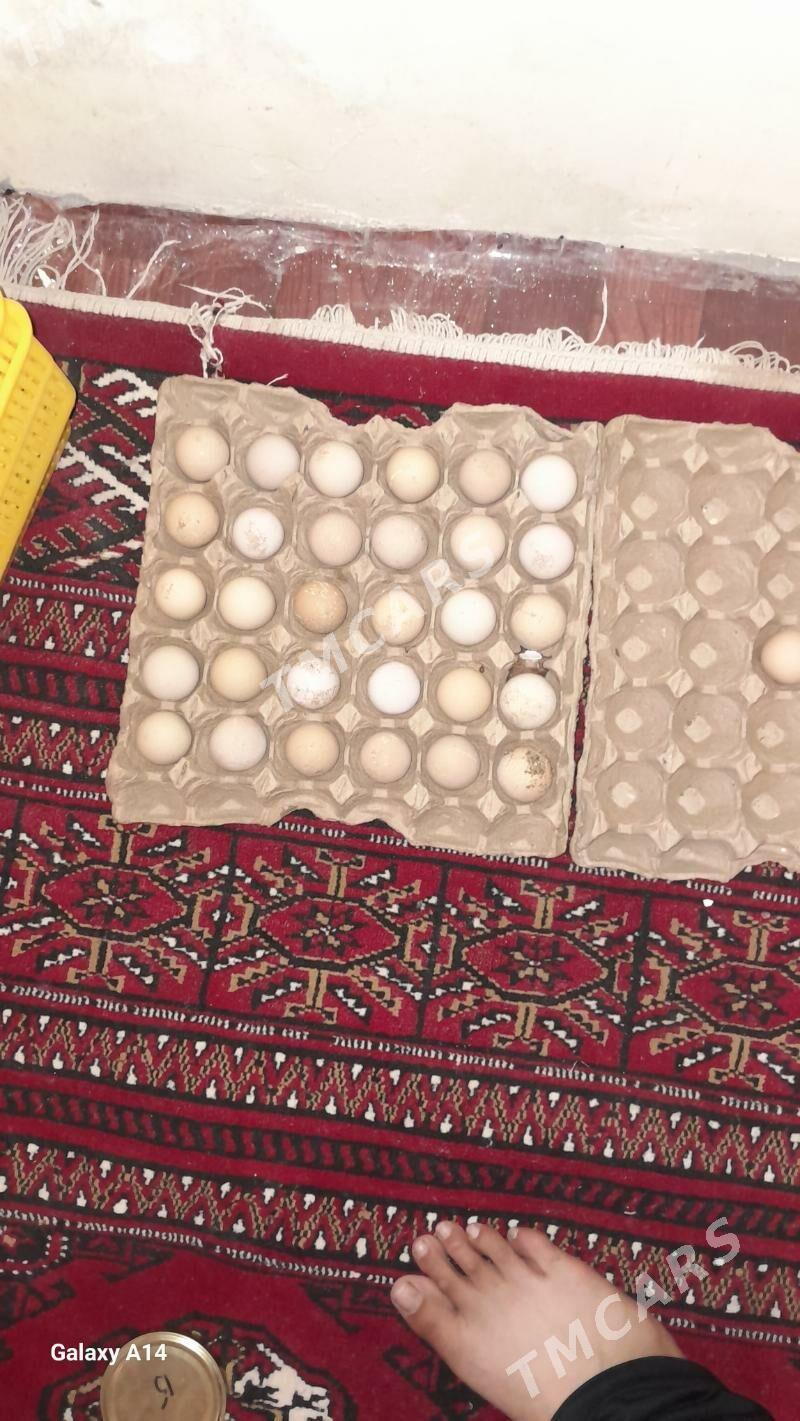 sisarka ÿumurtga - Aşgabat - img 1