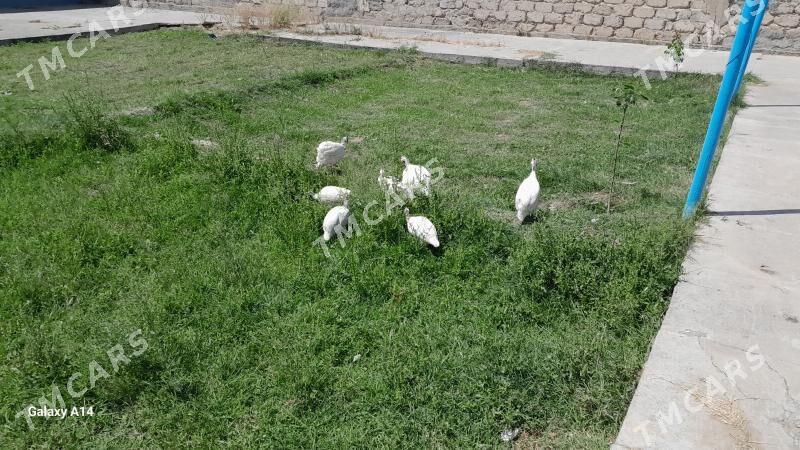 sisarka ÿumurtga - Aşgabat - img 3