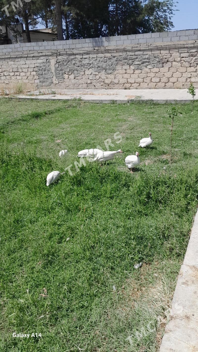 sisarka ÿumurtga - Aşgabat - img 2
