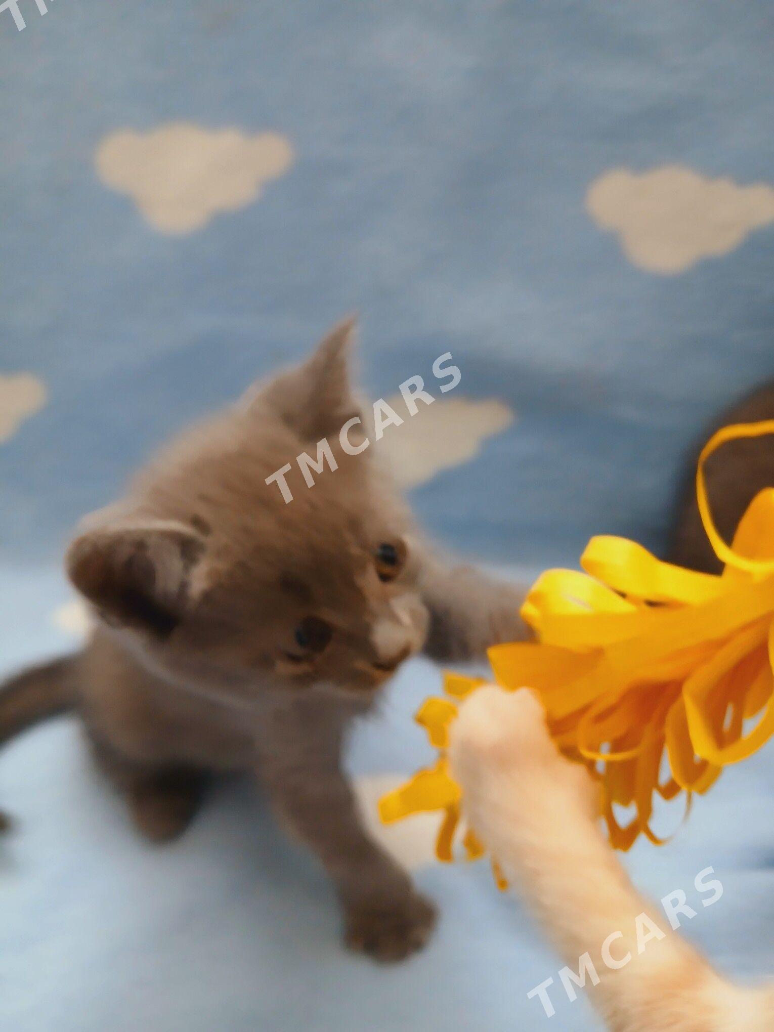 котята - Губадаг - img 4