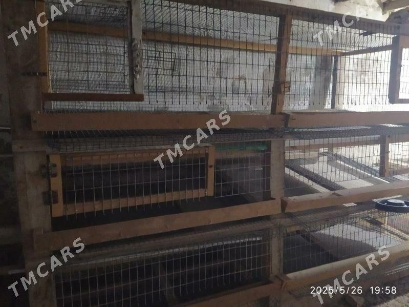 Bedene saklamak ucin ketek - Görogly (Tagta) - img 2