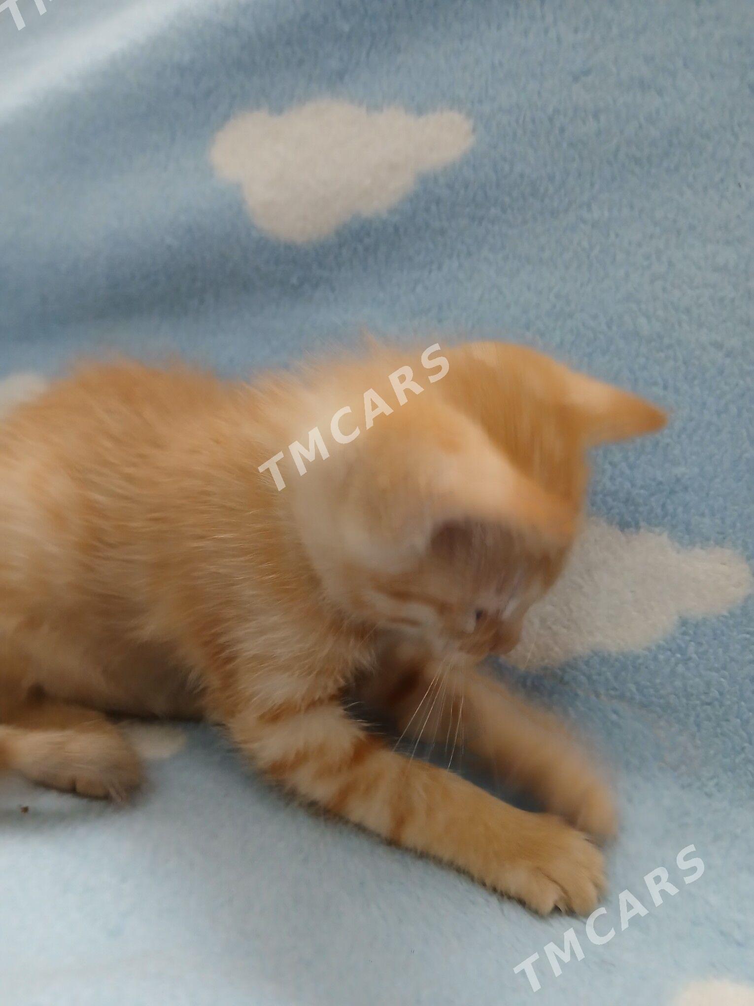 котята - Губадаг - img 4