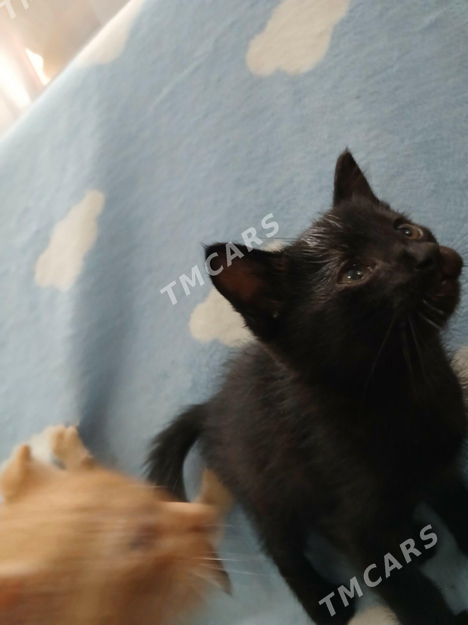 котята - Губадаг - img 2