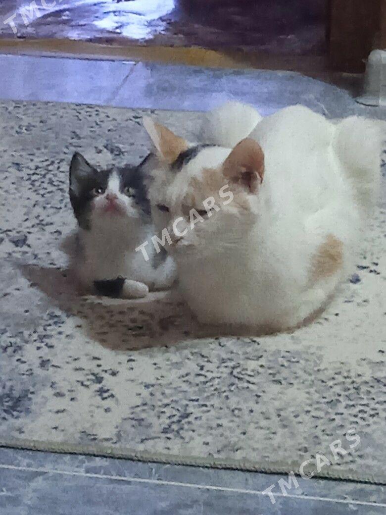 котята - Туркменабат - img 3