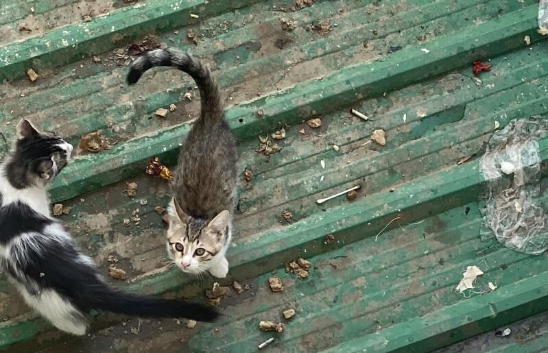 pisik kotyata котята - Мир 7 - img 9