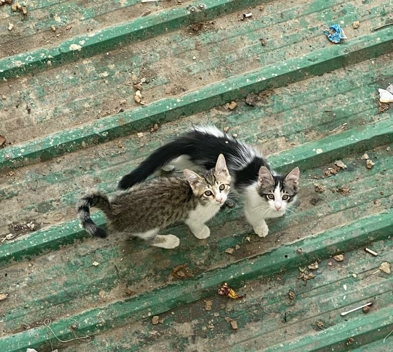 pisik kotyata котята - Мир 7 - img 5