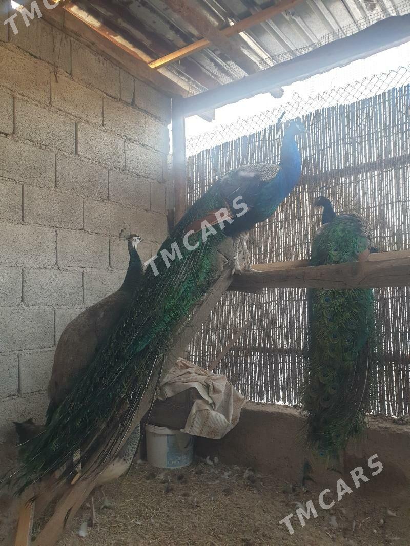 tawus - Кака - img 3
