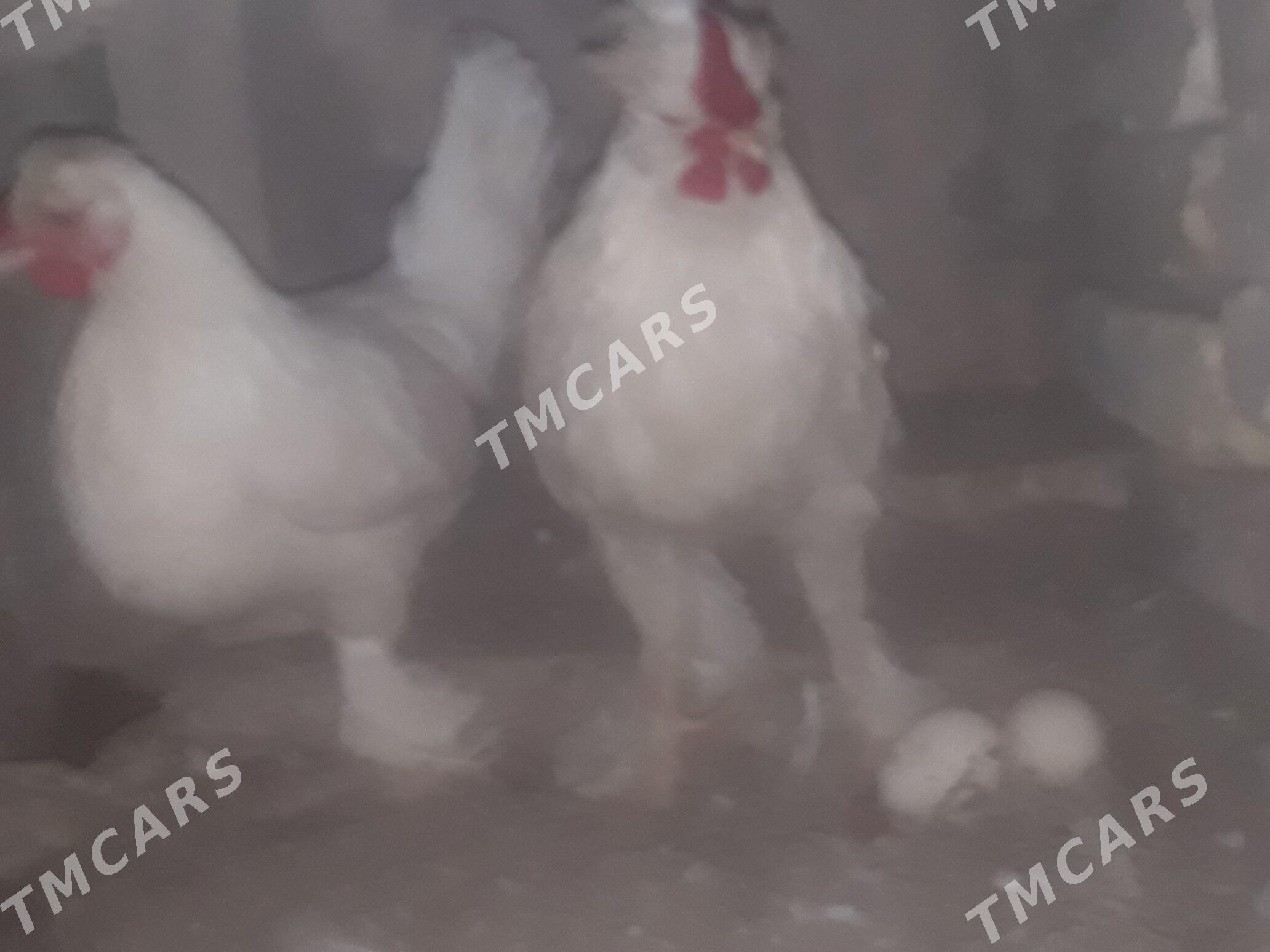 ýaponka towuk - Türkmenabat - img 2