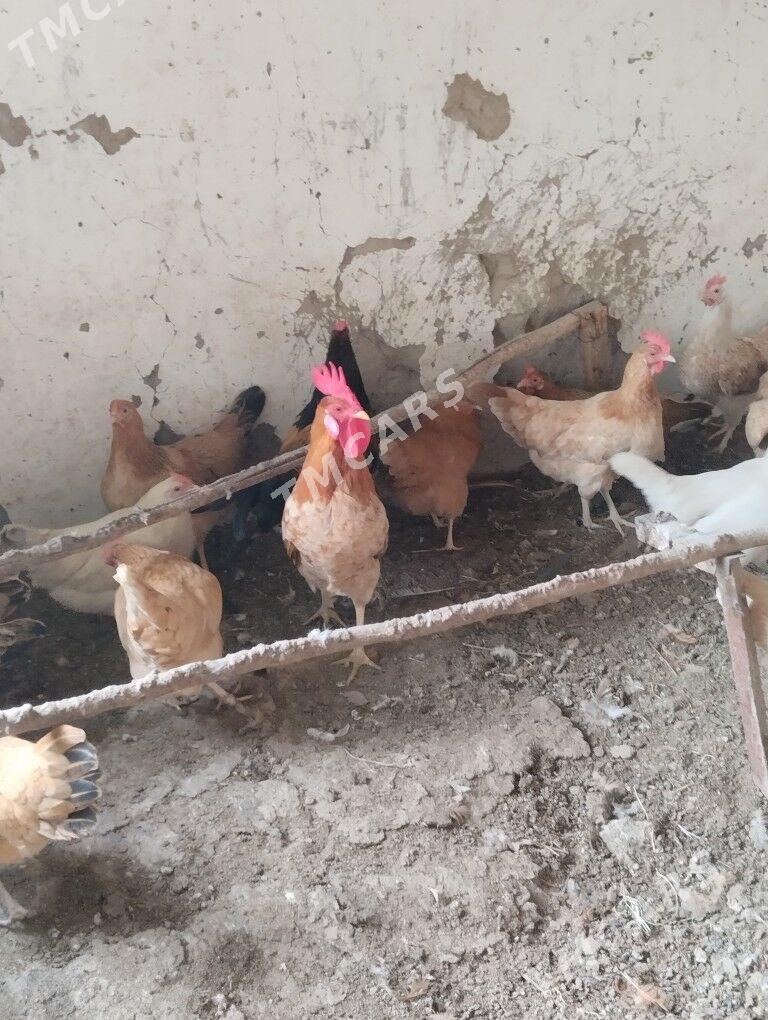 Türkmen horaz Türkmen horaz - Ашхабад - img 5