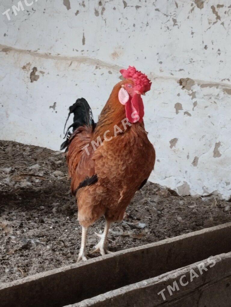 Türkmen horaz Türkmen horaz - Ашхабад - img 6