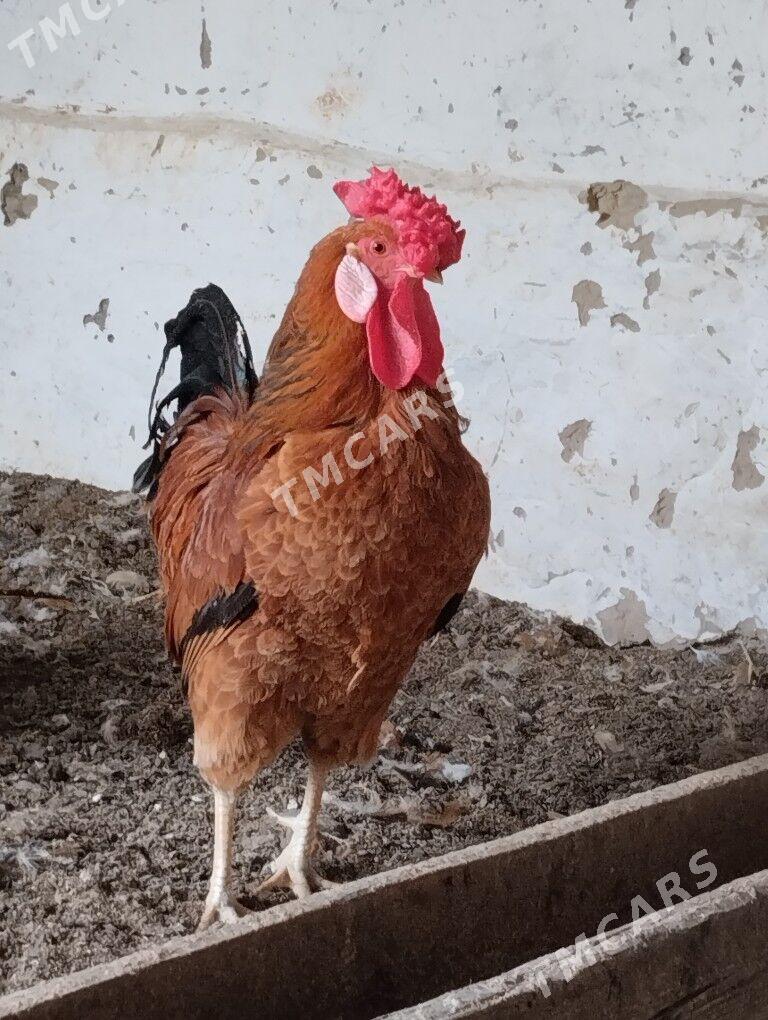 Türkmen horaz Türkmen horaz - Ашхабад - img 3