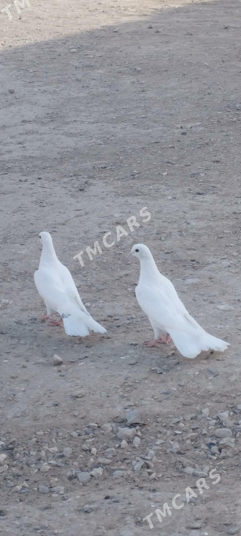 kepderi - Гумдаг - img 3