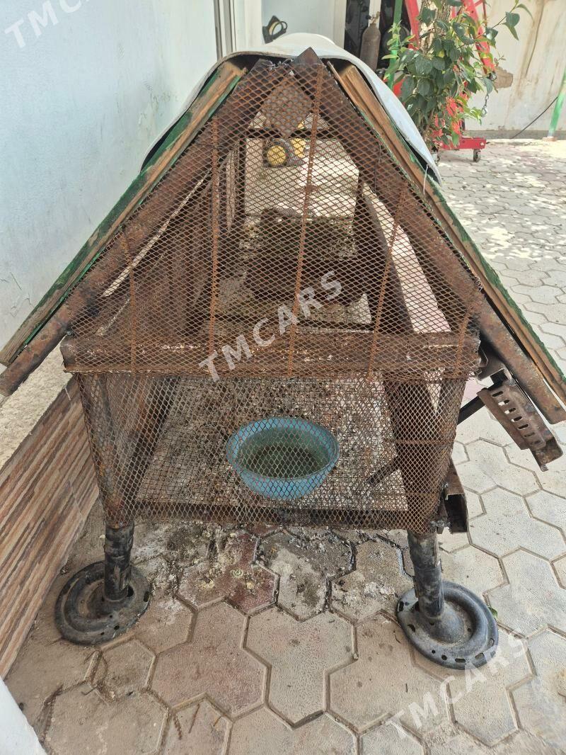Towṣan tüÿ horazlar - Хитровка - img 2