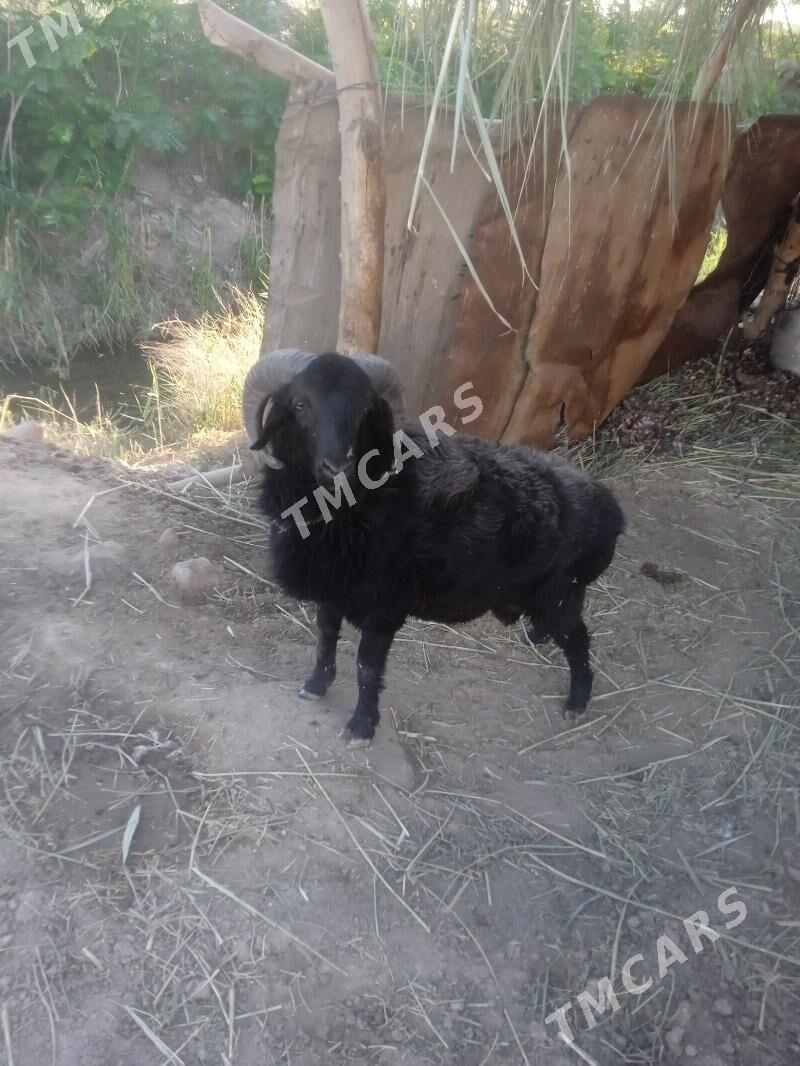 GoçkarGoçkar - Türkmenabat - img 3