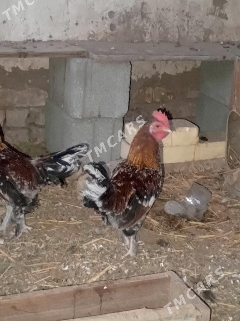 karlik bentamik gyzyl çil çil - Änew - img 2